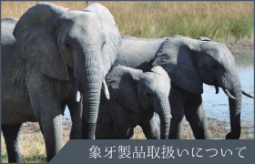 象牙　取扱いについて